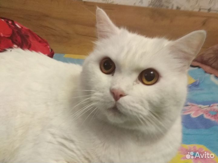 Почвофреза 1GQN 150, 2024