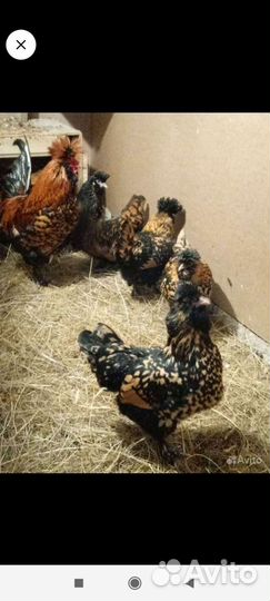 Семьи поодных птиц, перепела, индюки