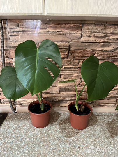 Сингониум моттлед