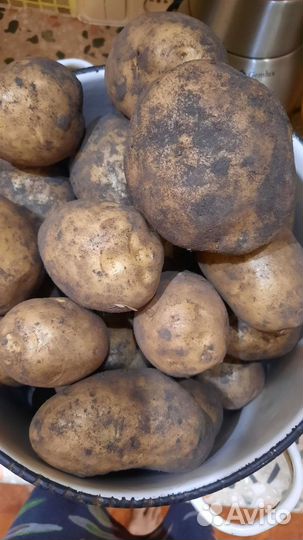 Продам картофель Гала