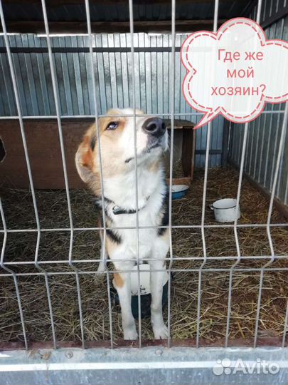 Кобелек Тони ищет дом