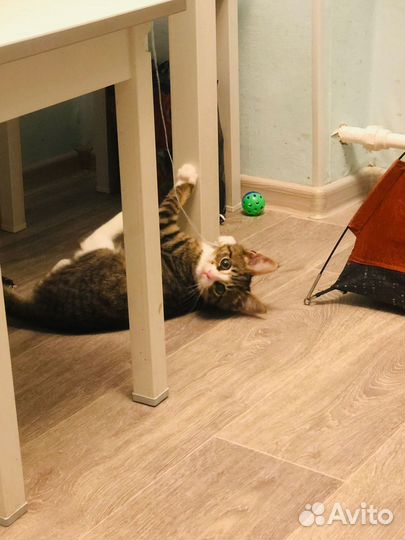Котенок 2,5 месяца