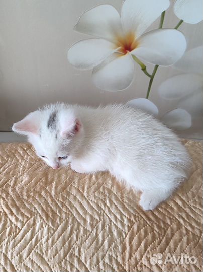 Котята в дар в добрые руки