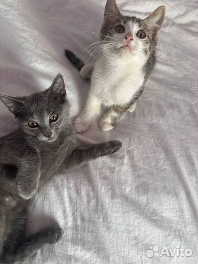 Котята в добрые руки бесплатно