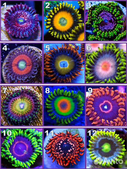 Кораллы для морского аквариума Зоантус Актиния