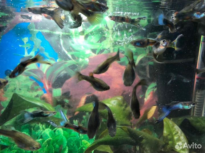 Аквариумные рыбы гуппи