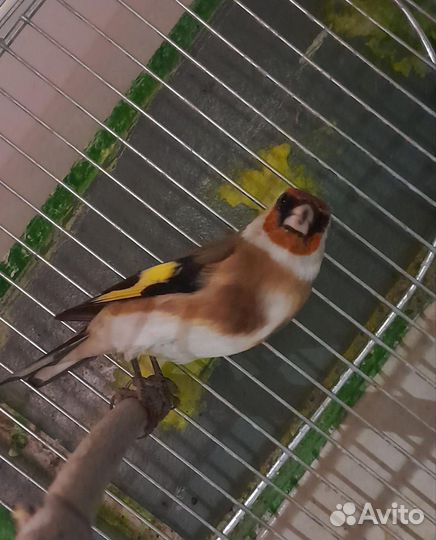 Птица щегол