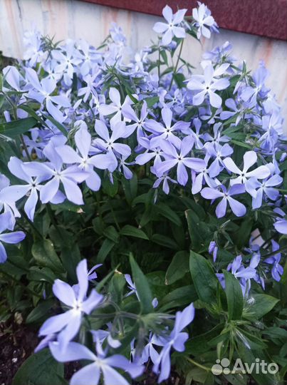 Растения для сада