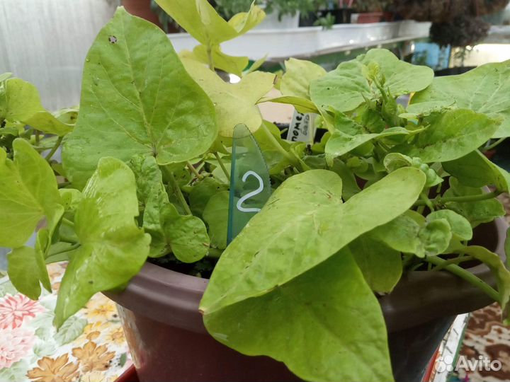 Ипомея ампельная Батат