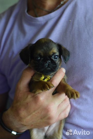 Девочки пти-брабансоны
