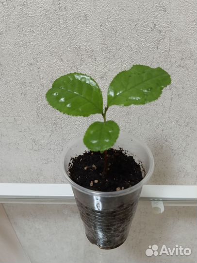 Камелия китайская