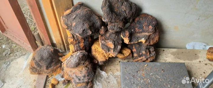 Продам чагу