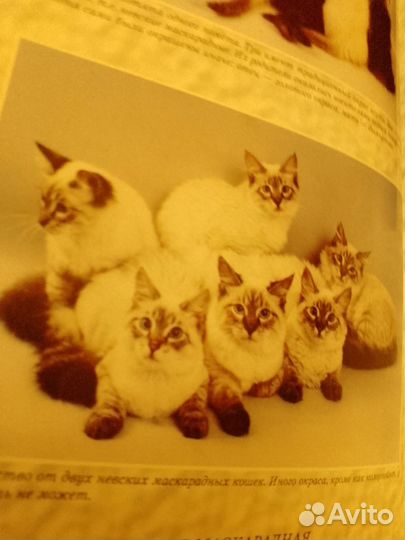 Книга Аборигенные кошки России. О.Миронова