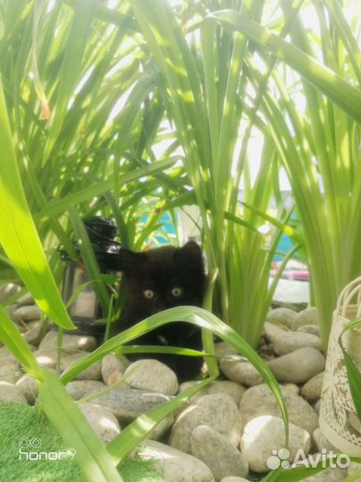 Шотландские котята помесь