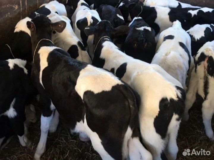 Телята бычки