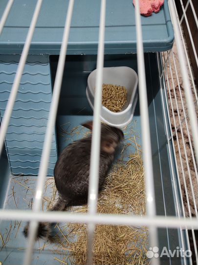 Домашние животные грызуны