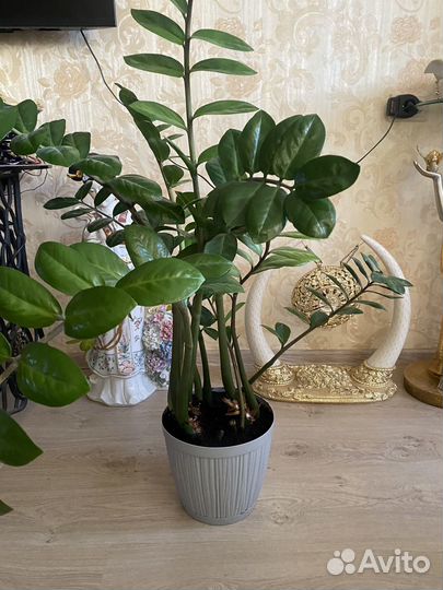 Замиокулькас высота 1,2