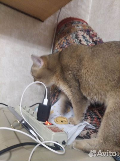 Котёнок