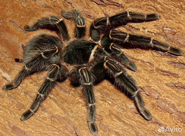 Lasiodora parahybana