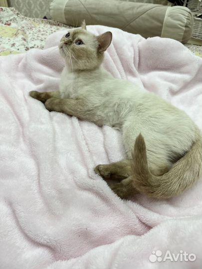 Кошечка британка