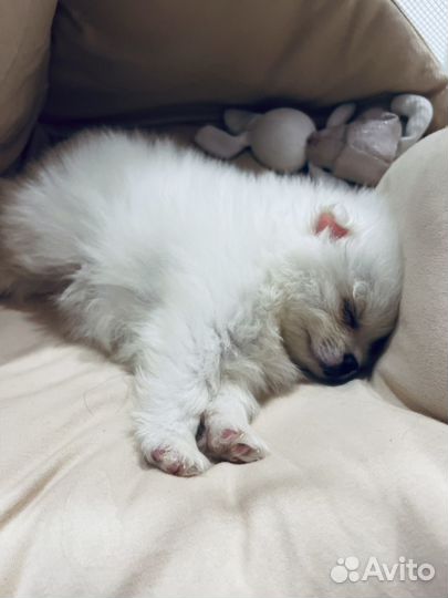 Щенки шпица мини