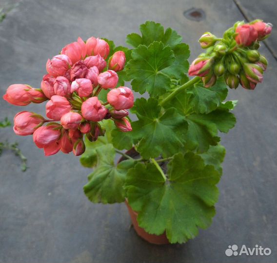 Пеларгония герань