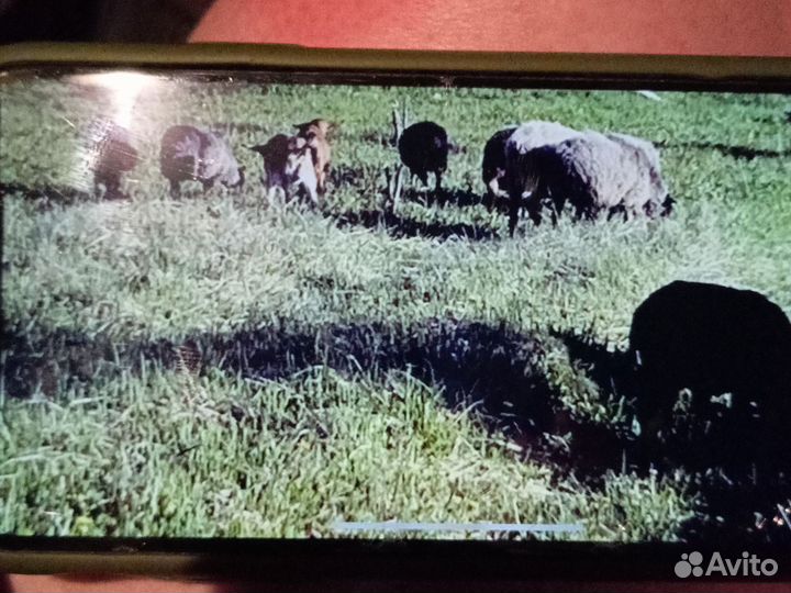 Овцы бараны