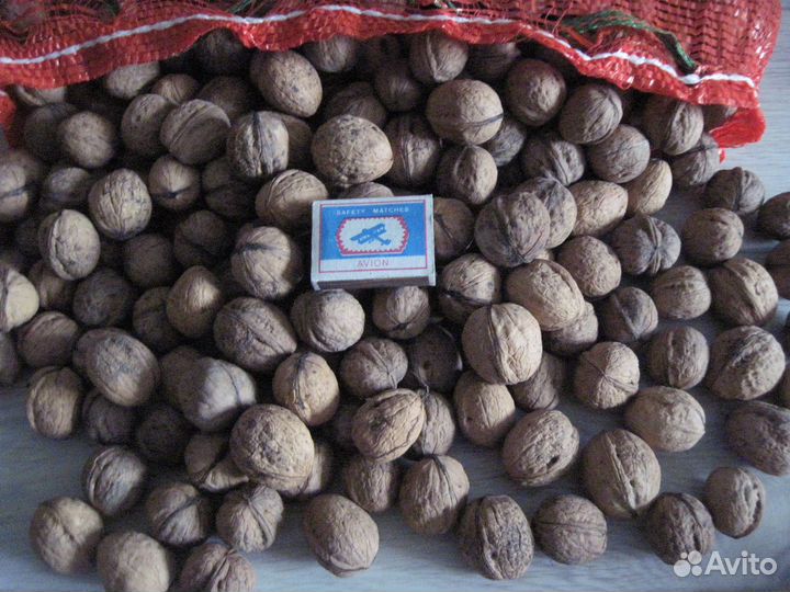 Орех грецкий