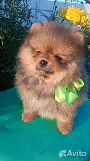 Померанский шпиц