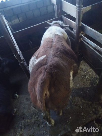 Бык чистый австралийский на племя