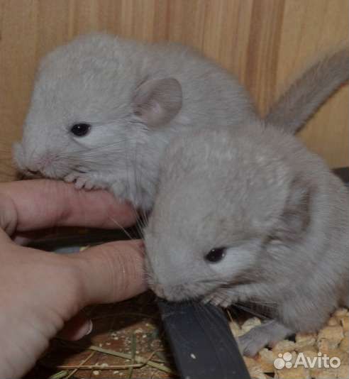 Шиншилленок на подарки малыши