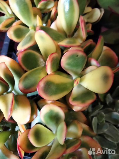 Суккуленты