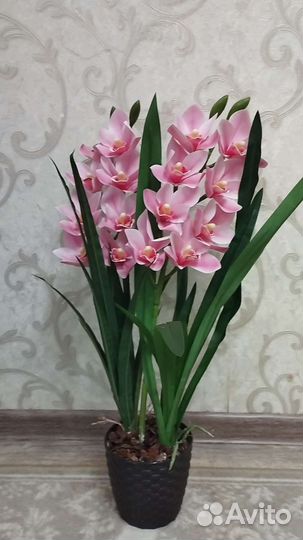 Цимбидиум (орхидея)