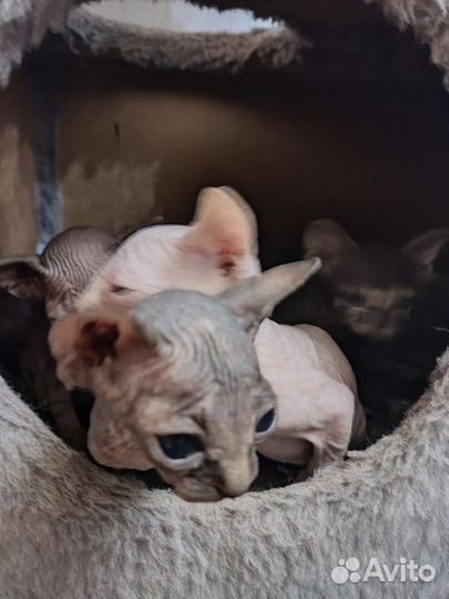 Канадский сфинкс