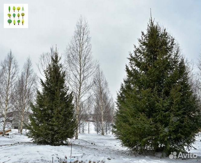 Крупномер ель