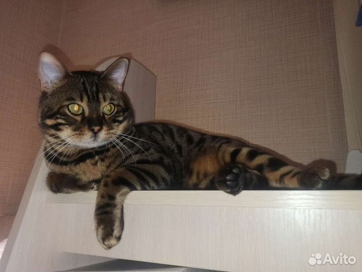 Бенгальский кот вязка