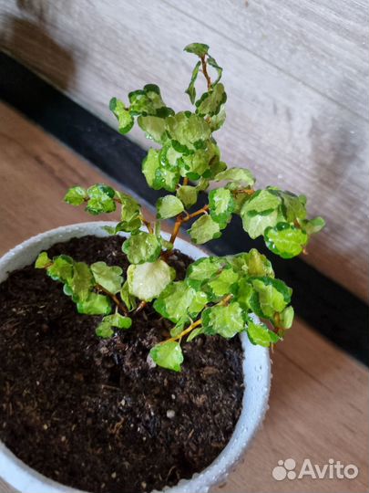 Комнатные растения цветы