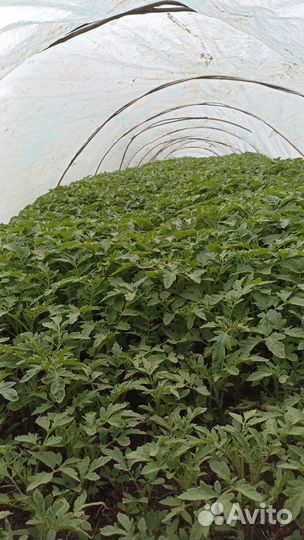 Рассада томатов