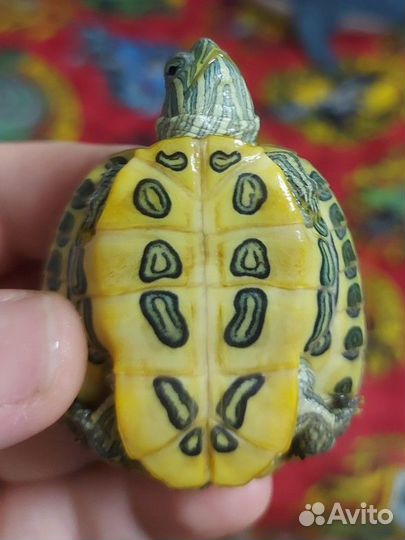 Красноухая черепашка со всем необходимым