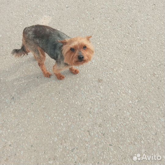 Йоркширский терьер
