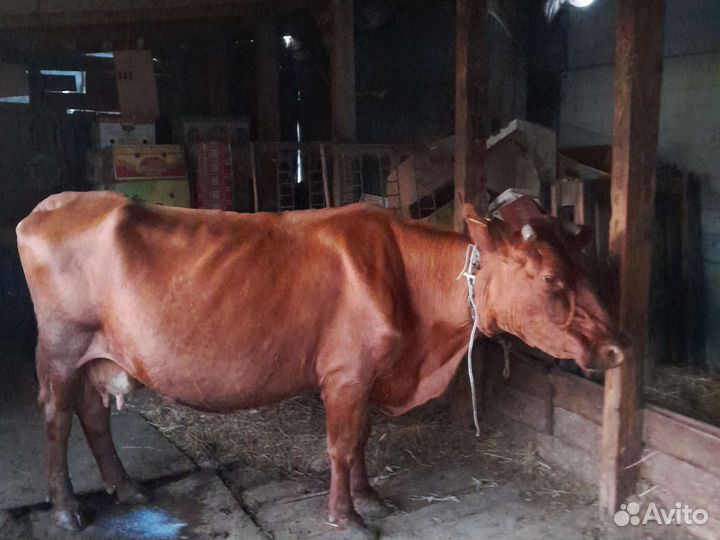 Тёлка дойная и телёнок