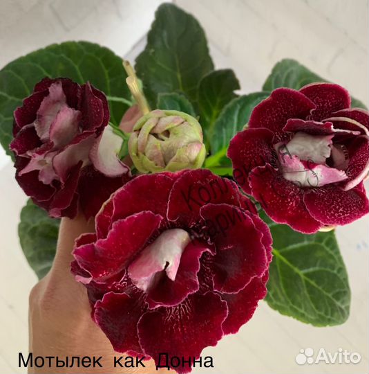 Глоксиния махровая