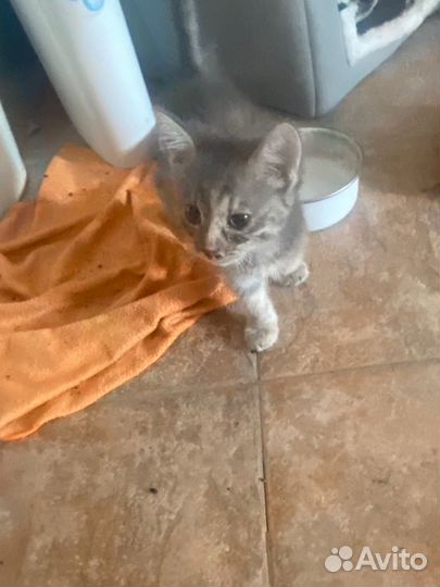 Кошечка в добрые руки