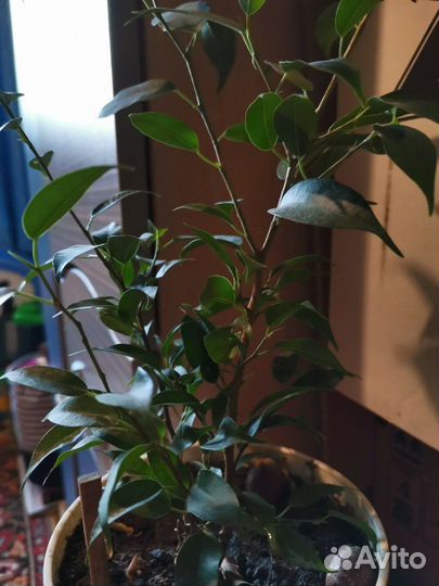 Фикус Бенджамина