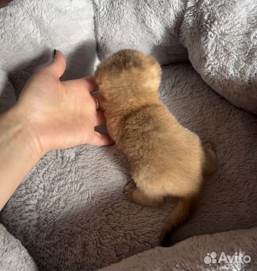 Шотландские котята
