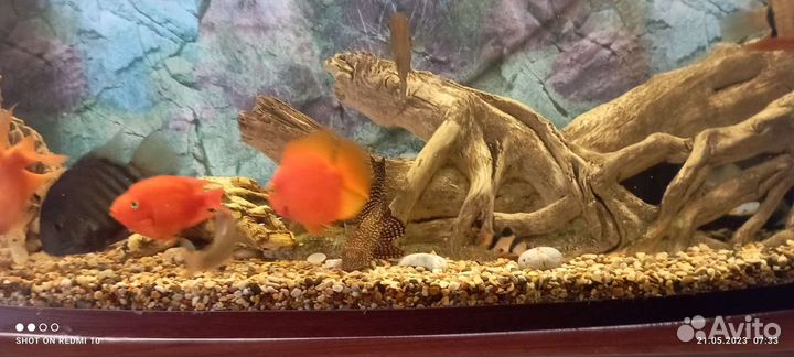 Аквариумные рыбки