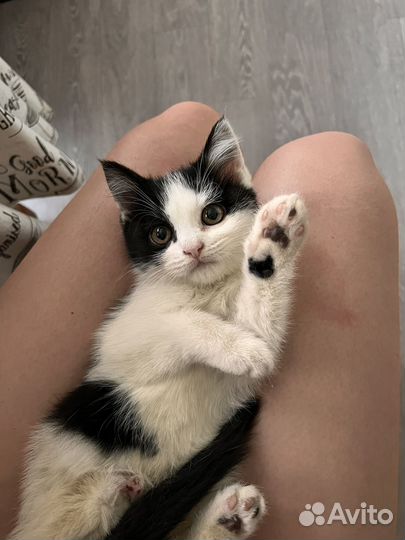 Отдам котенка