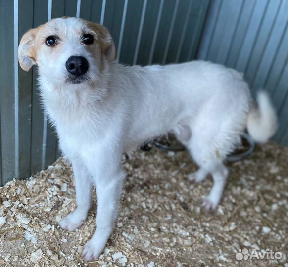 Собака Марго