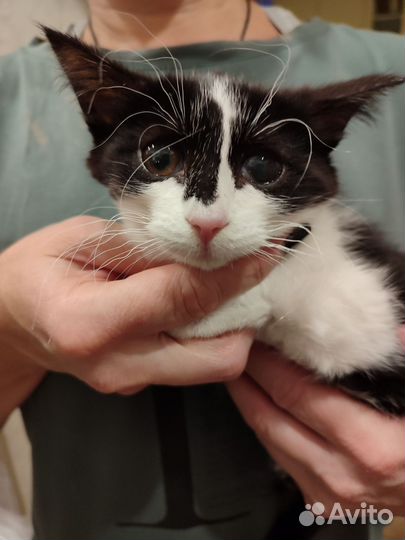 Котенок кошечка