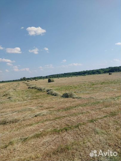 Сено в тюках
